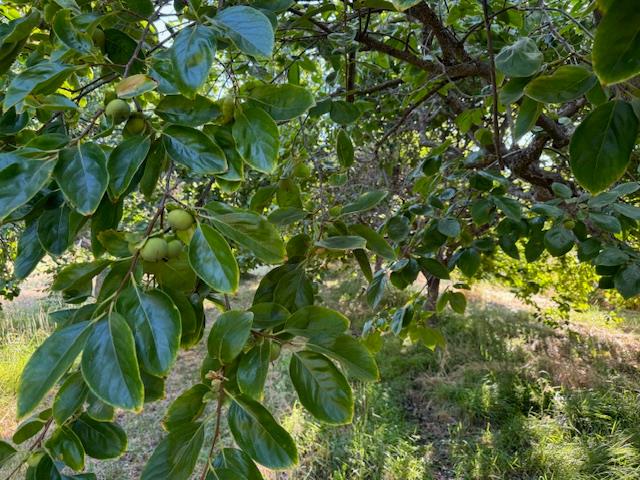 17058 Road 57 Guinda CA 95637