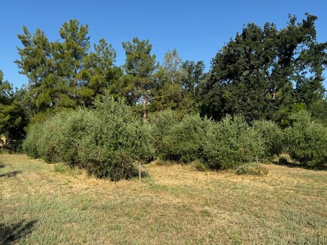 17058 Road 57 Guinda CA 95637