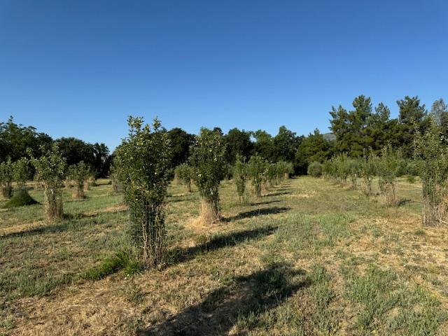 17058 Road 57 Guinda CA 95637