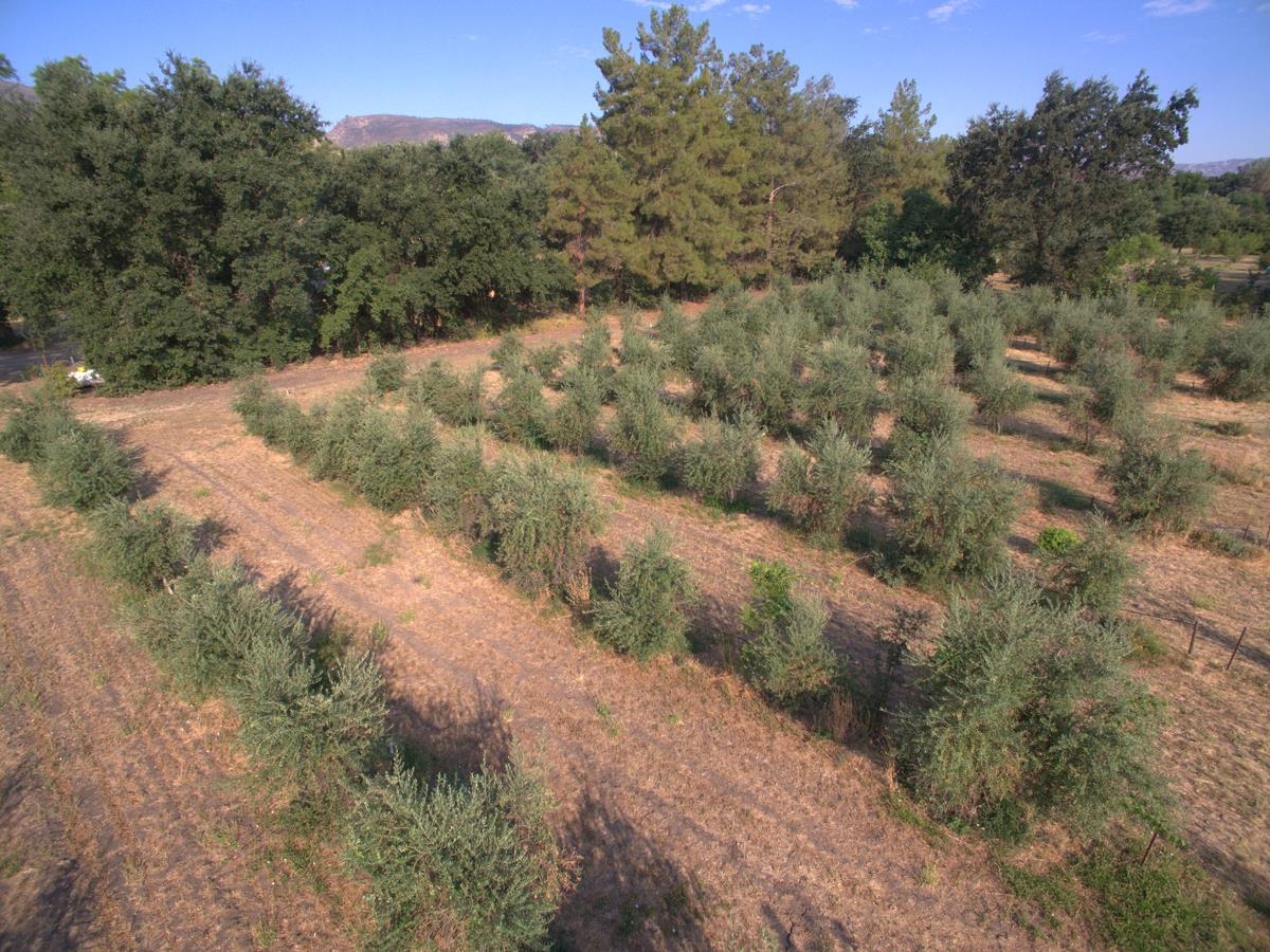 17058 Road 57 Guinda CA 95637
