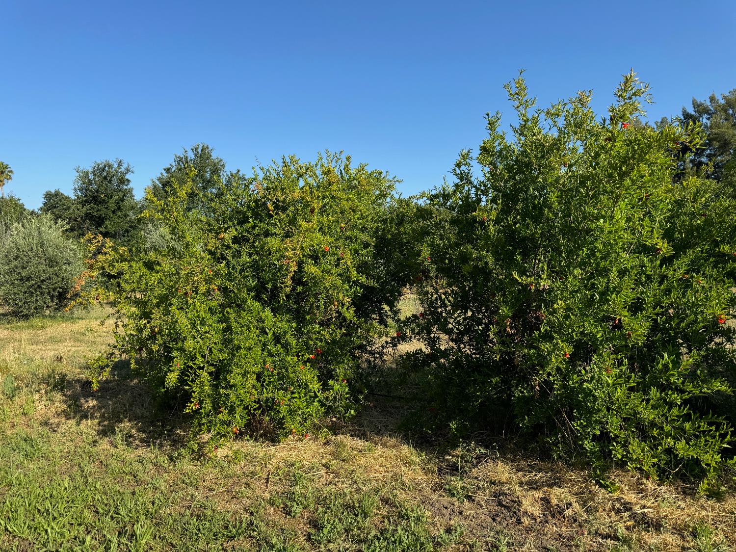 17058 Road 57 Guinda CA 95637