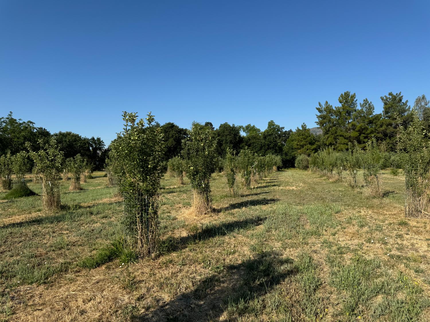 17058 Road 57 Guinda CA 95637