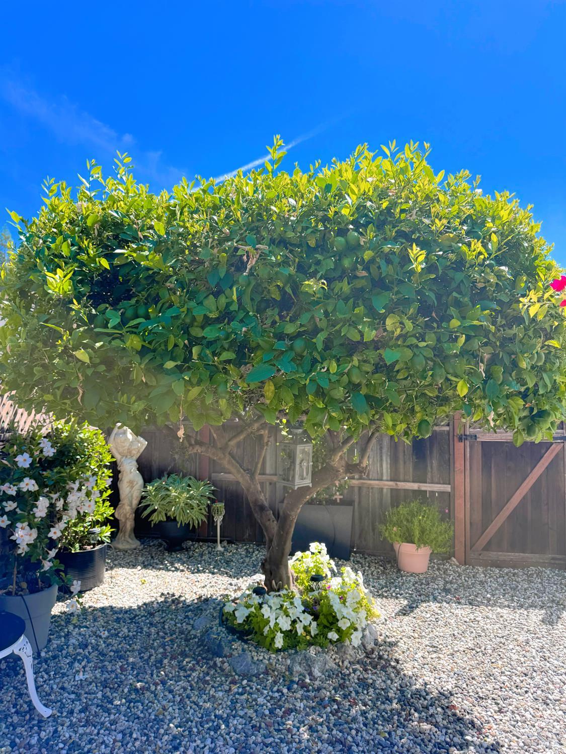 705 Sequoia Street Windsor CA 95492