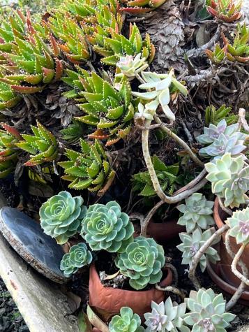 161 Bear Flag Road Sonoma CA 95476