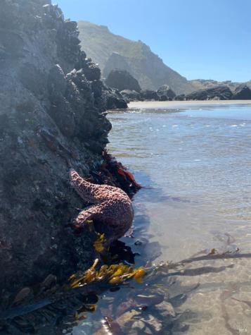 40-42 Arenal Avenue Stinson Beach CA 94970