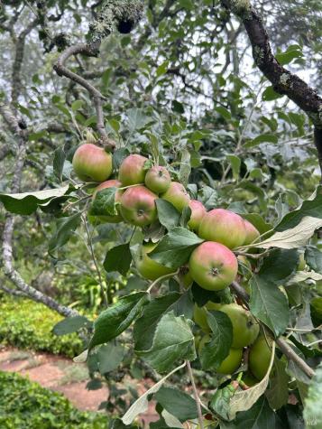 2400 Nelligan Road Glen Ellen CA 95442