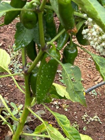 2400 Nelligan Road Glen Ellen CA 95442