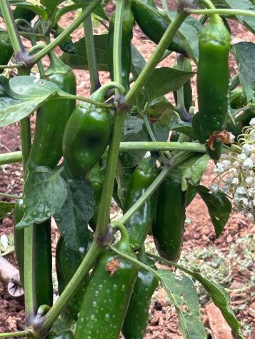 2400 Nelligan Road Glen Ellen CA 95442