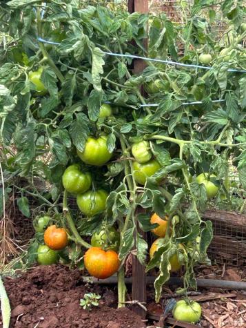 2400 Nelligan Road Glen Ellen CA 95442