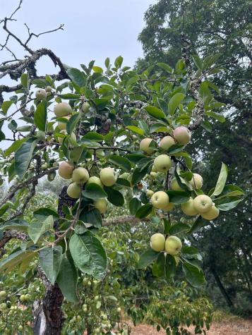 2400 Nelligan Road Glen Ellen CA 95442