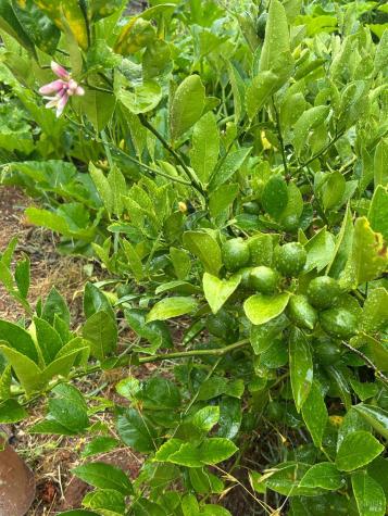 2400 Nelligan Road Glen Ellen CA 95442