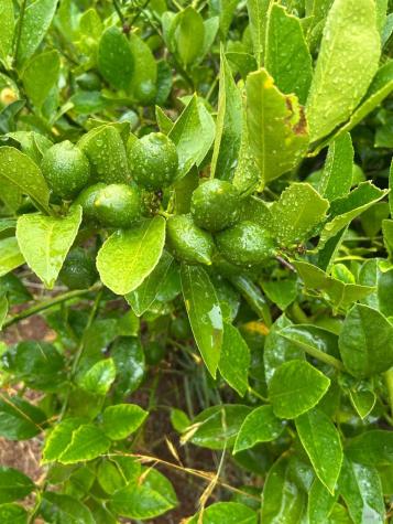 2400 Nelligan Road Glen Ellen CA 95442