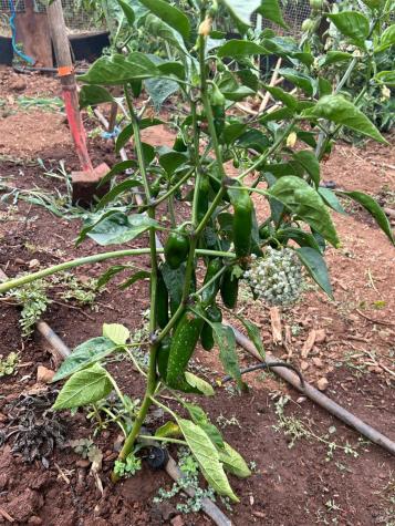 2400 Nelligan Road Glen Ellen CA 95442