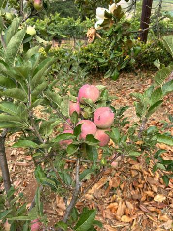 2400 Nelligan Road Glen Ellen CA 95442