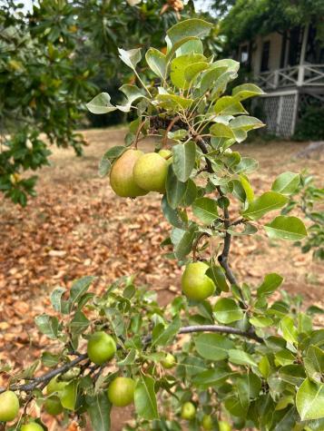 2400 Nelligan Road Glen Ellen CA 95442