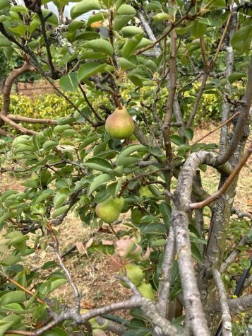 2400 Nelligan Road Glen Ellen CA 95442