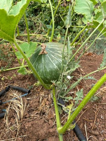 2400 Nelligan Road Glen Ellen CA 95442