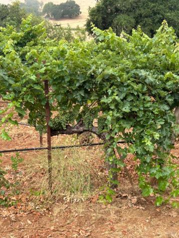 2400 Nelligan Road Glen Ellen CA 95442