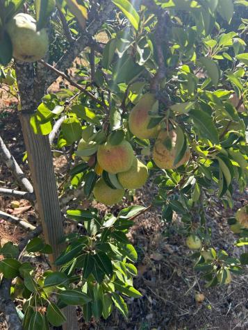 2400 Nelligan Road Glen Ellen CA 95442