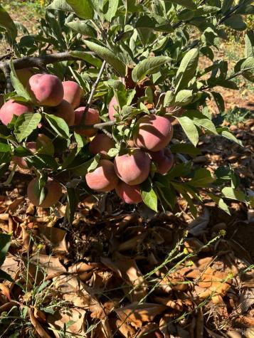 2400 Nelligan Road Glen Ellen CA 95442