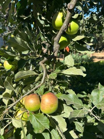 2400 Nelligan Road Glen Ellen CA 95442