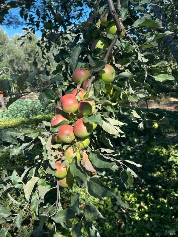 2400 Nelligan Road Glen Ellen CA 95442