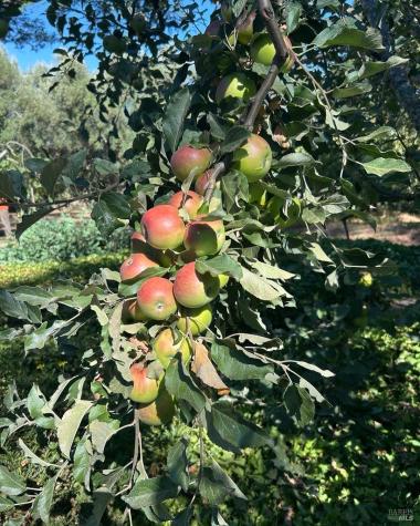 2400 Nelligan Road Glen Ellen CA 95442