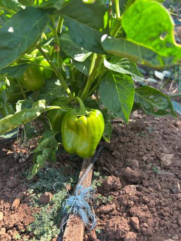 2400 Nelligan Road Glen Ellen CA 95442