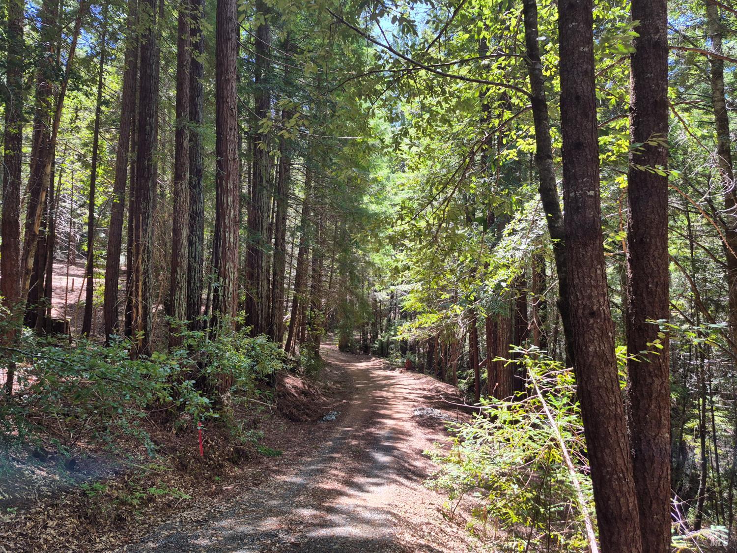 11903 Branscomb Road Branscomb CA 95417