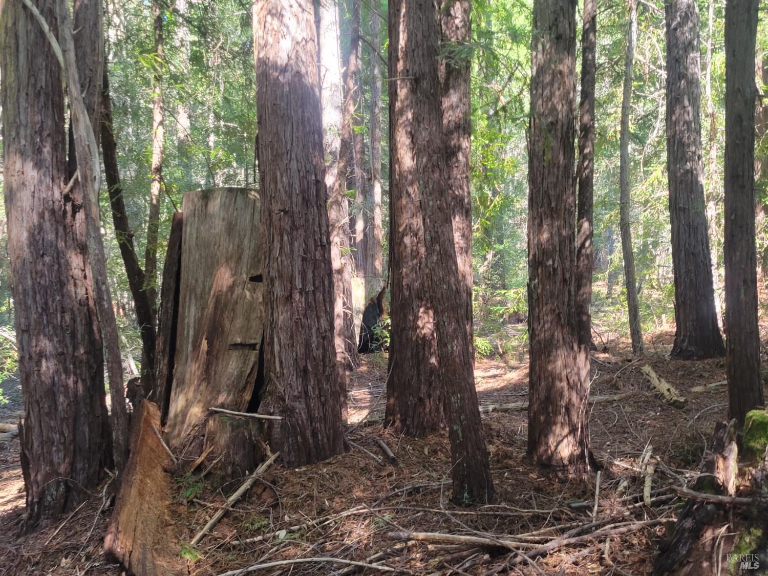 11903 Branscomb Road Branscomb CA 95417
