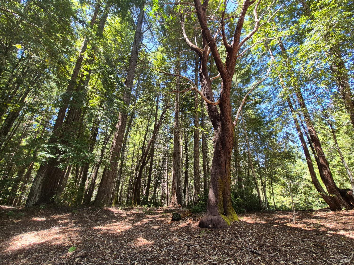 11903 Branscomb Road Branscomb CA 95417