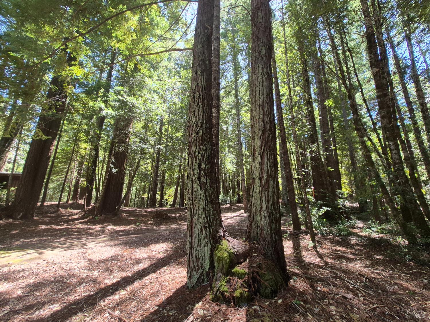 11903 Branscomb Road Branscomb CA 95417