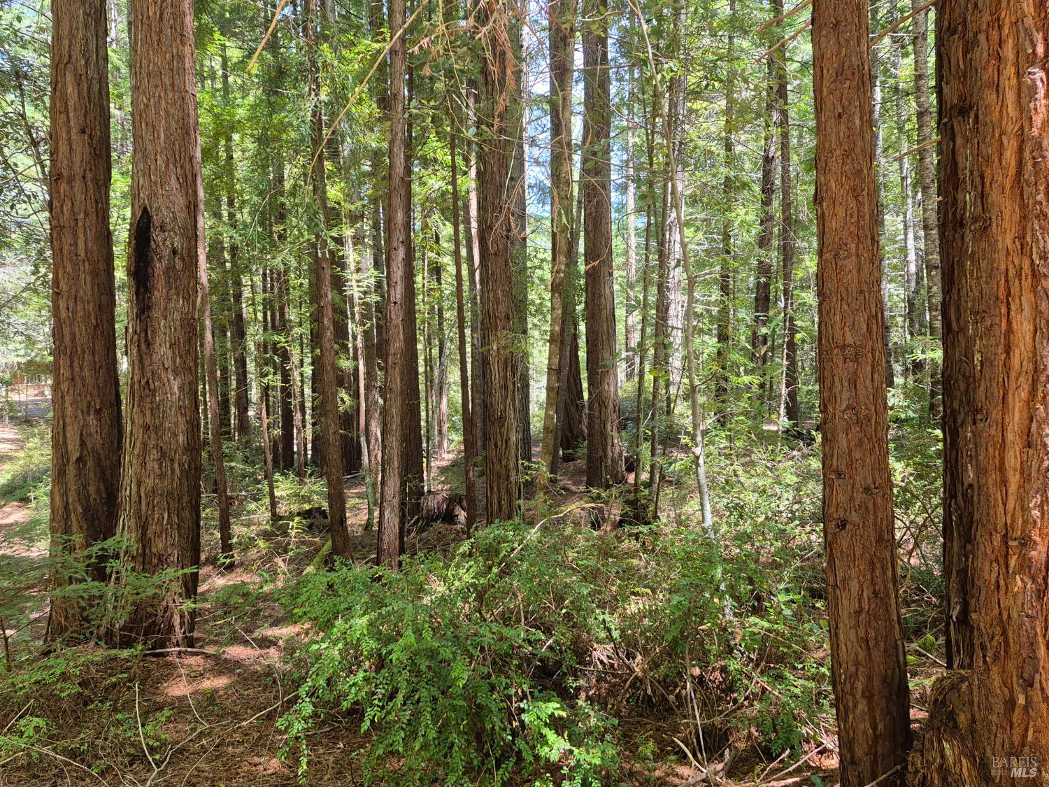 11903 Branscomb Road Branscomb CA 95417