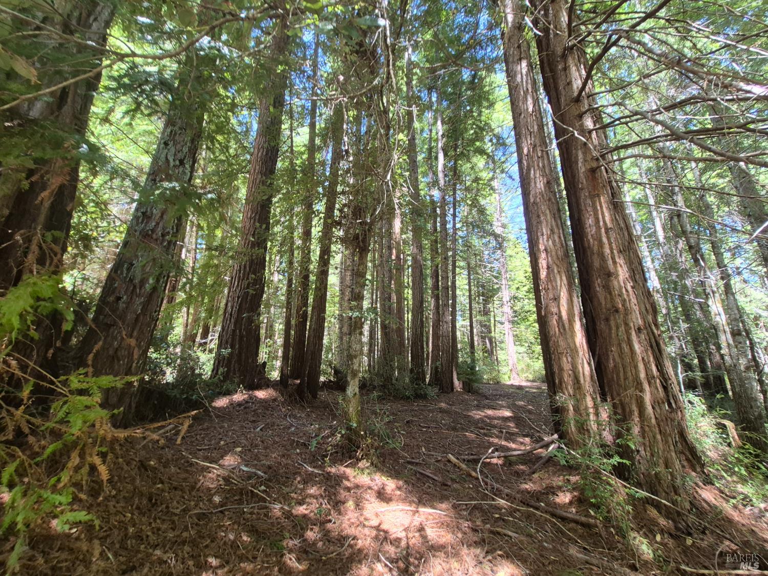 11903 Branscomb Road Branscomb CA 95417