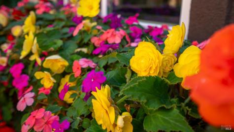 1630 Kensington Place Rohnert Park CA 94928