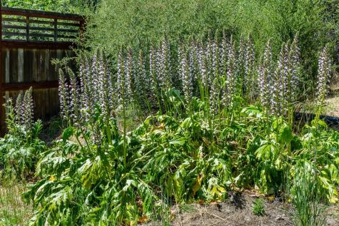 6662 St Helena Road Santa Rosa CA 95404