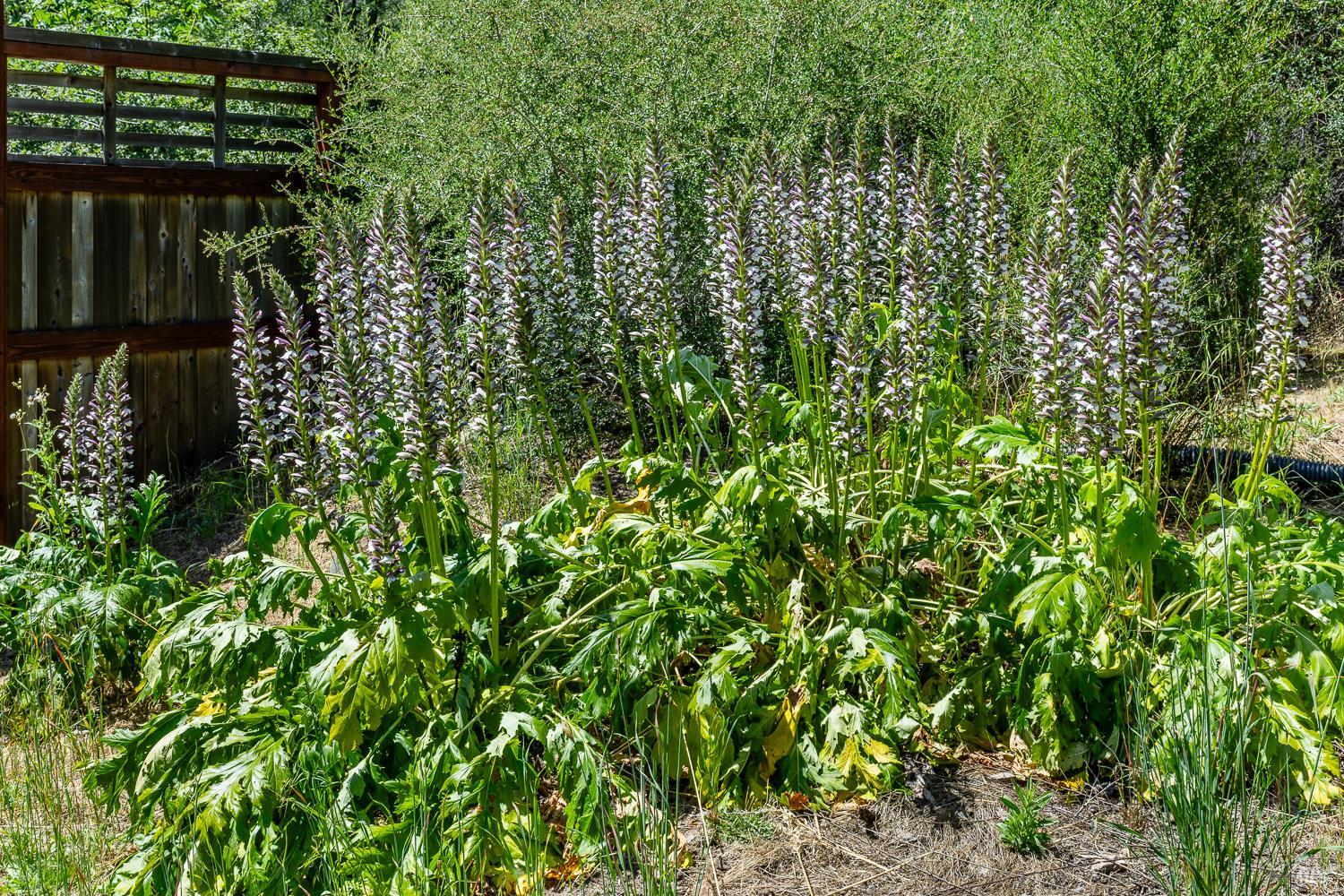 6662 St Helena Road Santa Rosa CA 95404