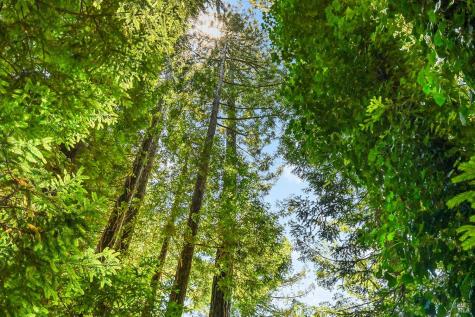 17826 Old Monte Rio Road Guerneville CA 95446