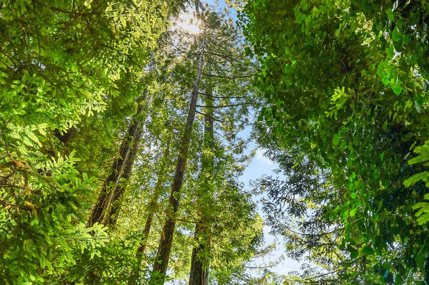 17826 Old Monte Rio Road Guerneville CA 95446