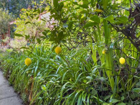 16017 Palo Alto Drive Guerneville CA 95446