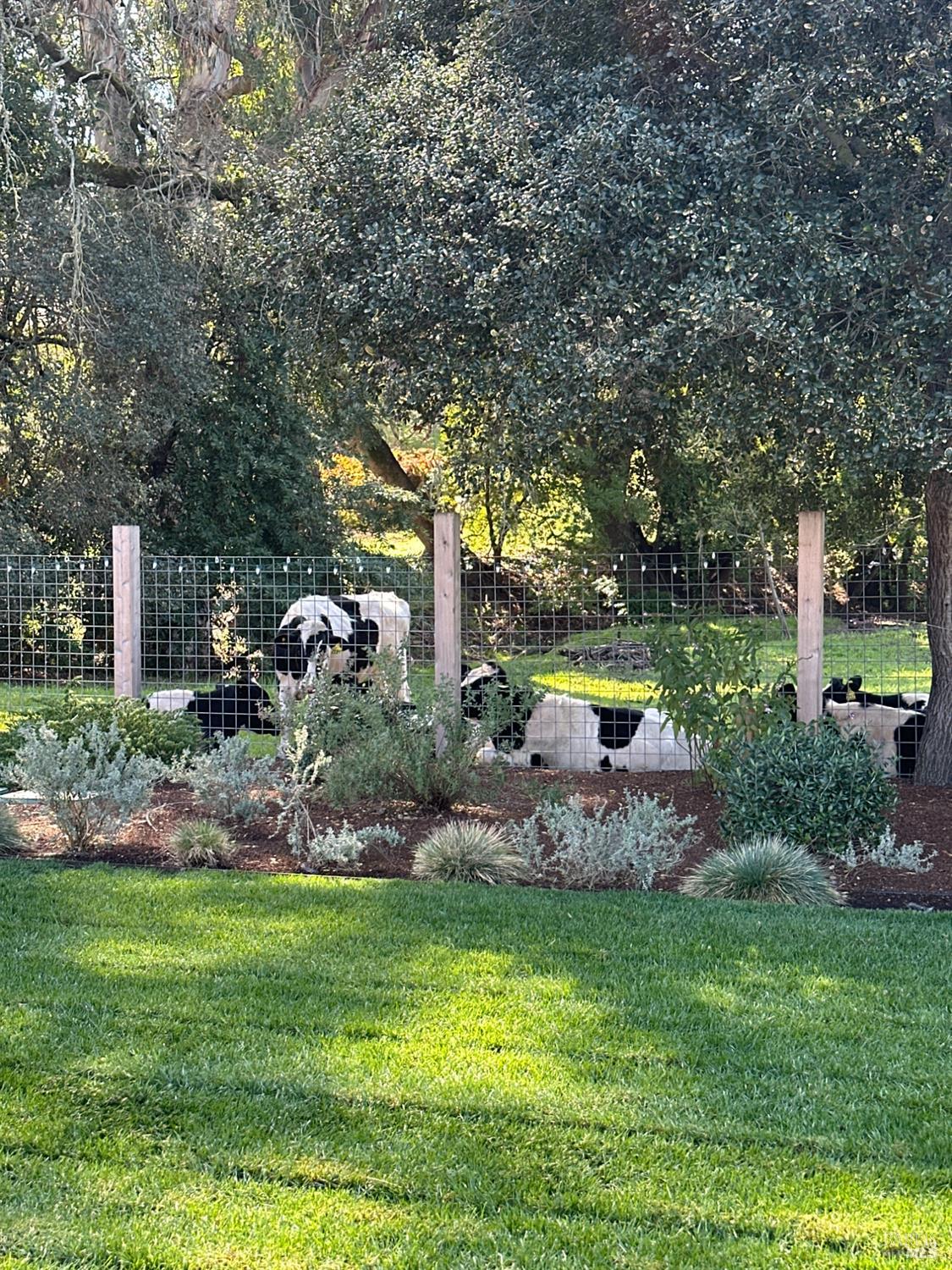 Petaluma CA 94952