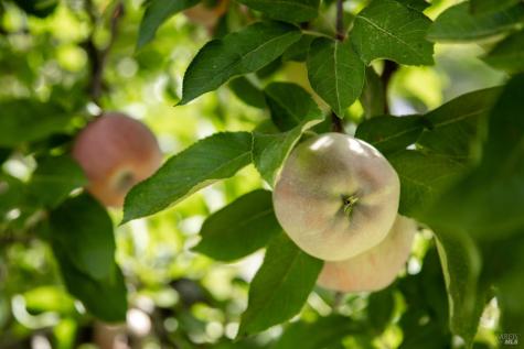 1135 Palomino Road Cloverdale CA 95425