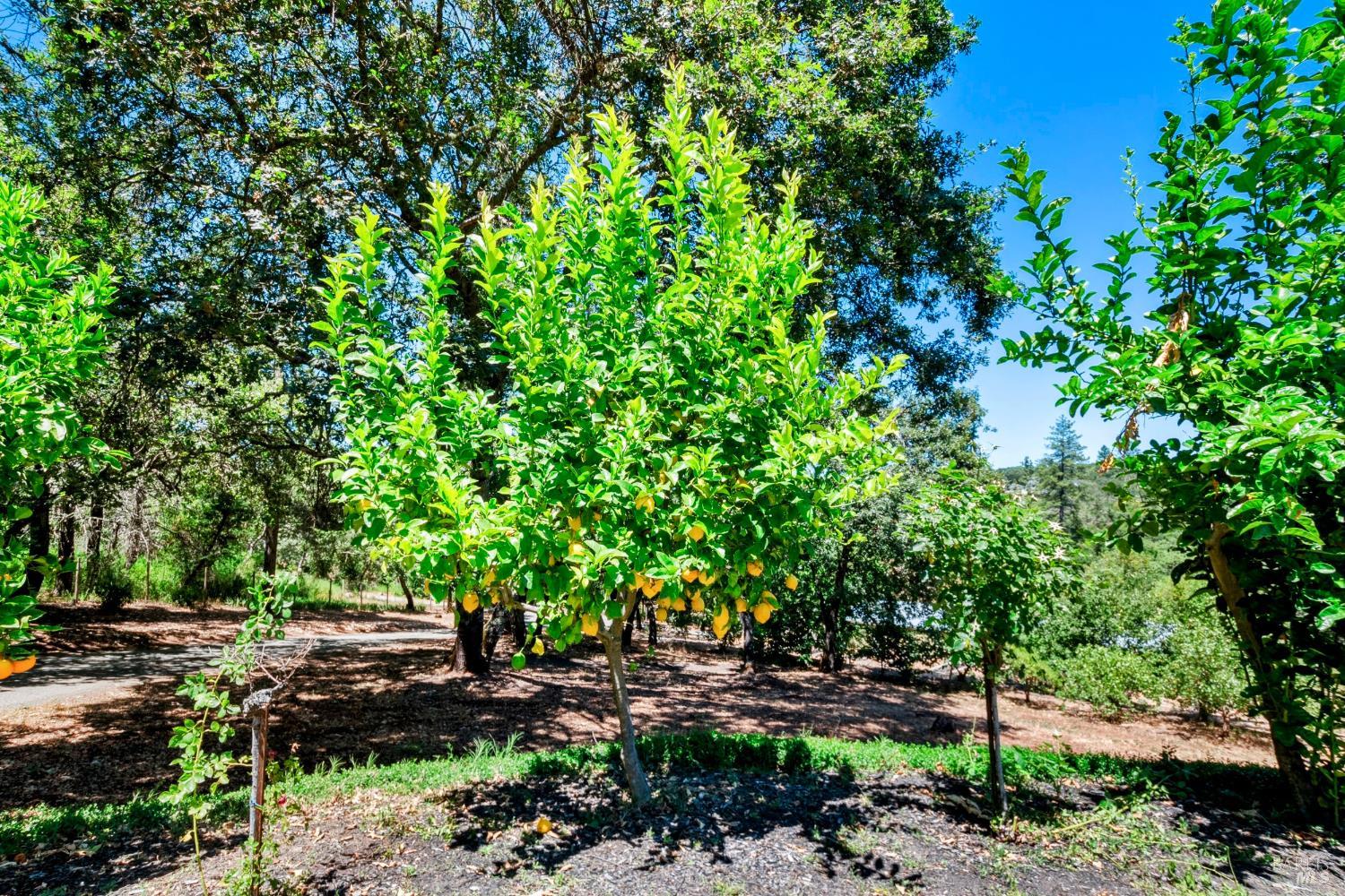 305 West Lane Angwin CA 94508
