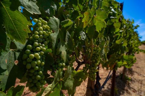 1633 Dry Creek Road Healdsburg CA 95448