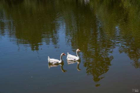 1633 Dry Creek Road Healdsburg CA 95448