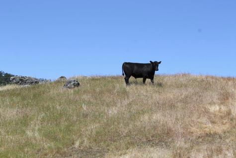 13451 Rockpile Road Healdsburg CA 95448