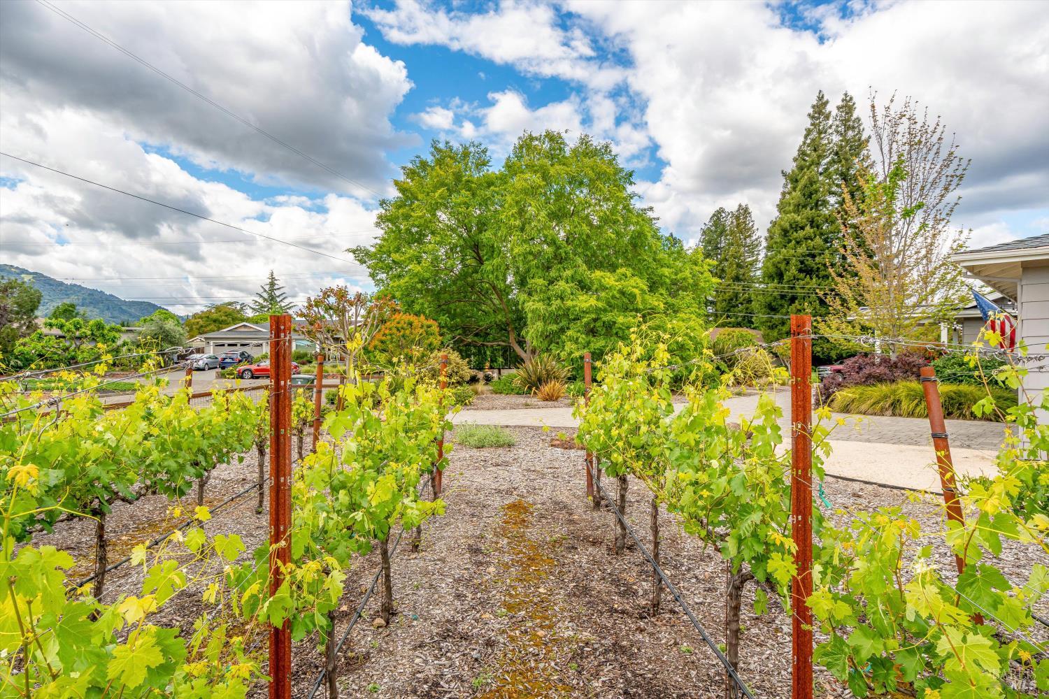 960 Lark Avenue Sonoma CA 95476