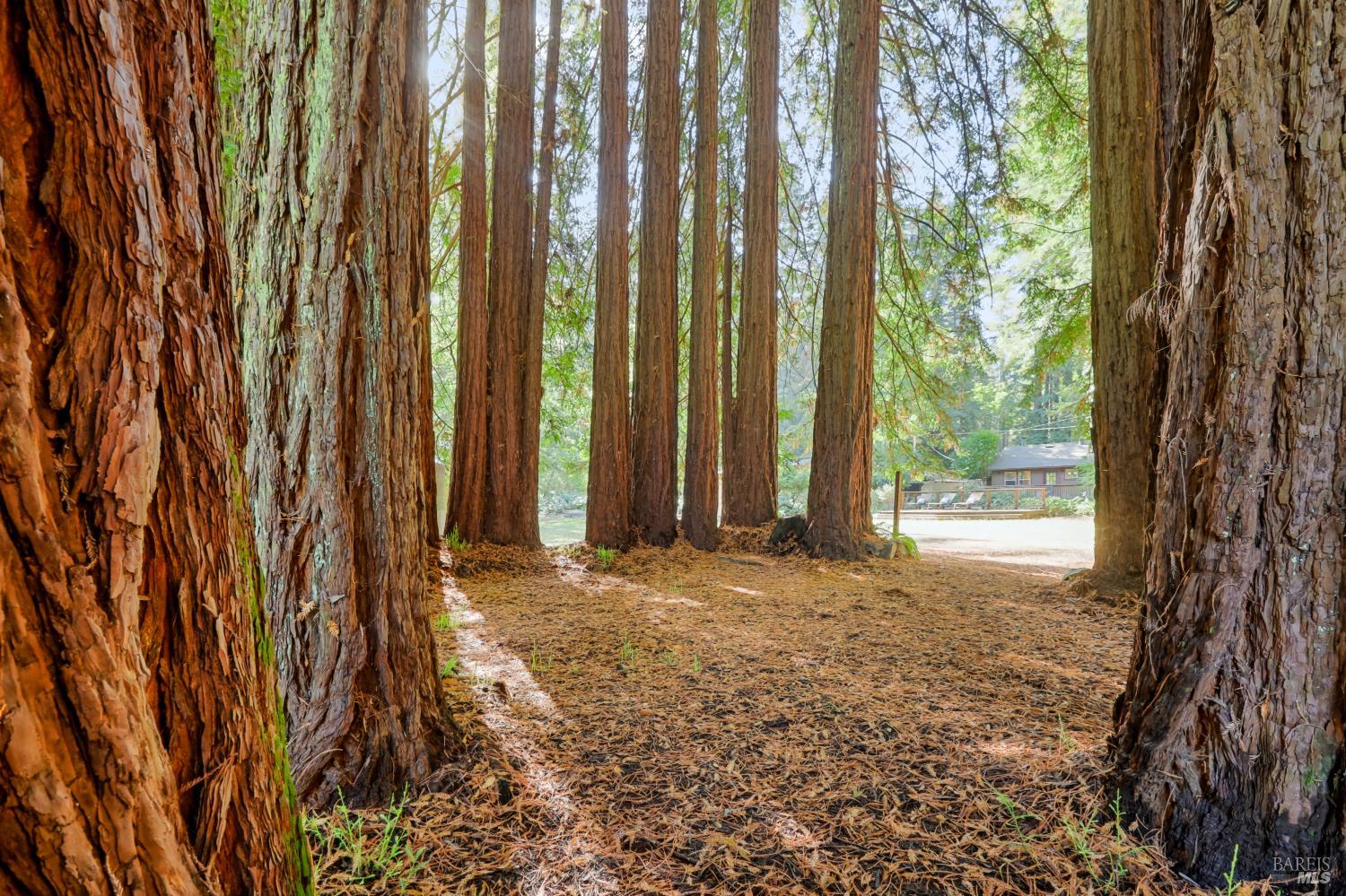 10131-10101 Highway 116 Forestville CA 95436