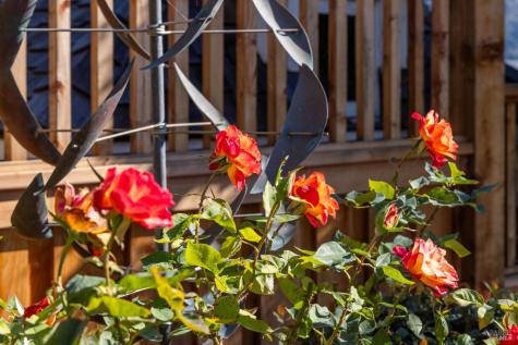 2350 Paradise Drive Tiburon CA 94920