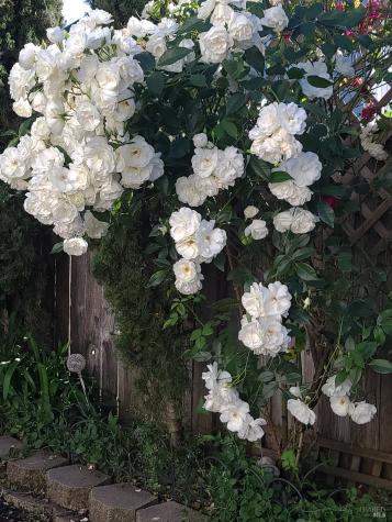 Rohnert Park CA 94928